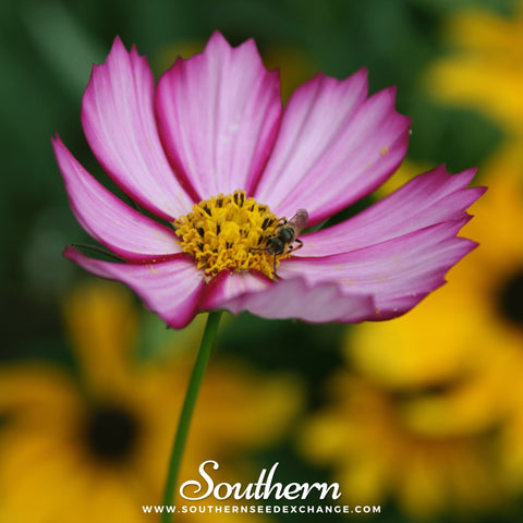 Picotee Cosmos seeds package, 100 count, GrowTime Garden Supply