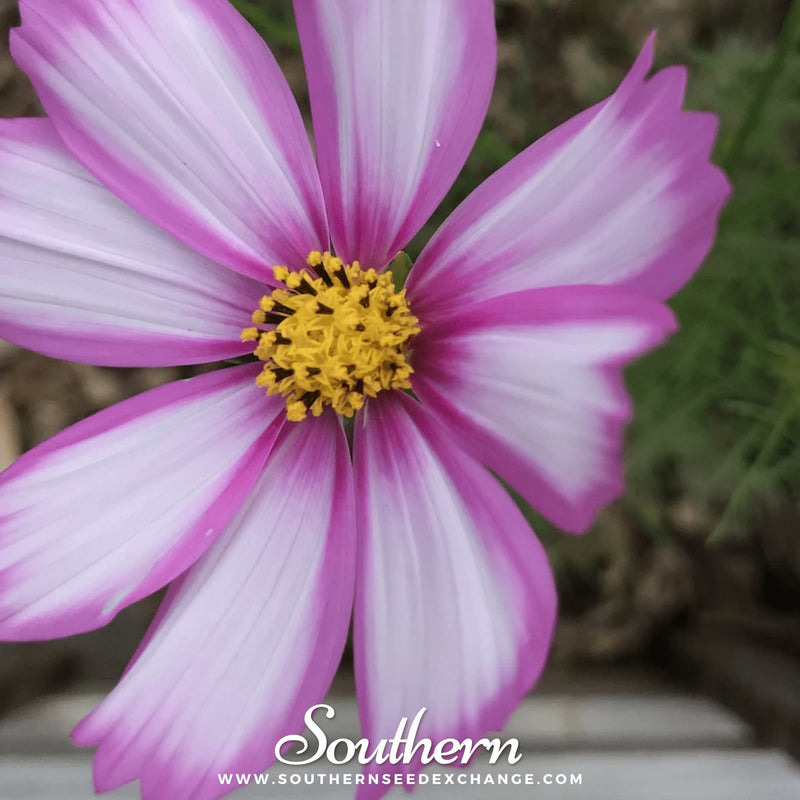 Load image into Gallery viewer, Picotee Cosmos – 100 Seeds

