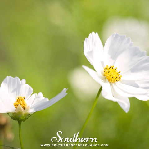 Purity Cosmos – 100 Seeds, additional product view 2