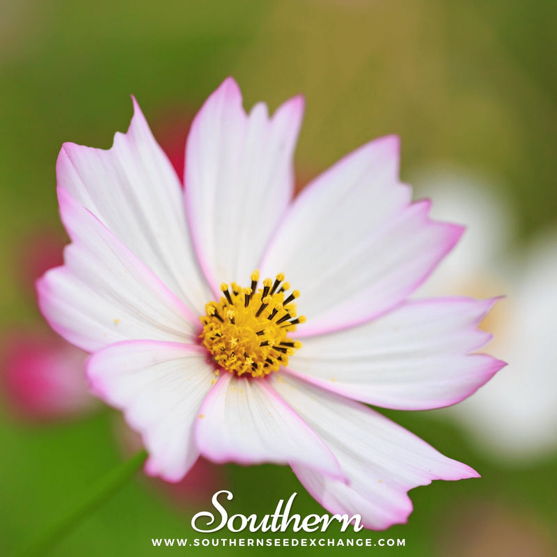 Load image into Gallery viewer, Purity Cosmos – 100 Seeds
