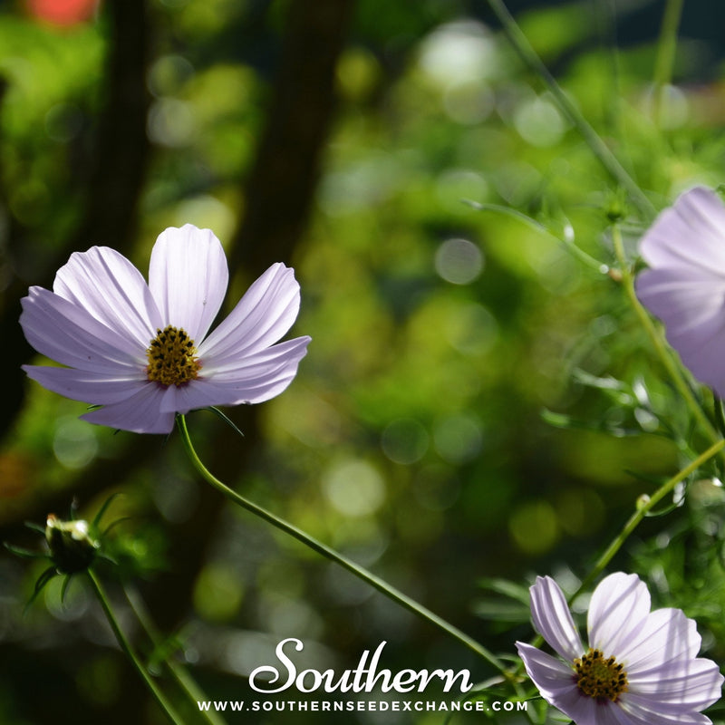 Load image into Gallery viewer, Purity Cosmos – 100 Seeds
