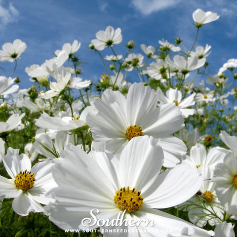 Purity Cosmos seeds package, 100 count, GrowTime Garden Supply