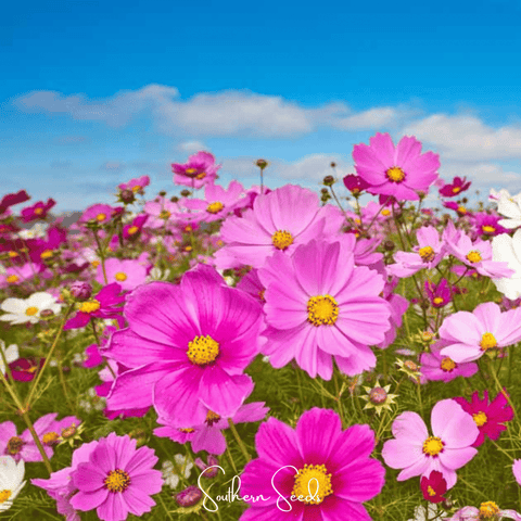 Radiance Cosmos – 100 Seeds, additional product view 2