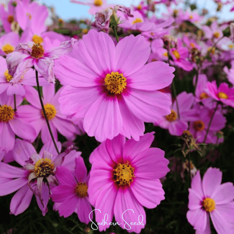 Load image into Gallery viewer, Radiance Cosmos – 100 Seeds
