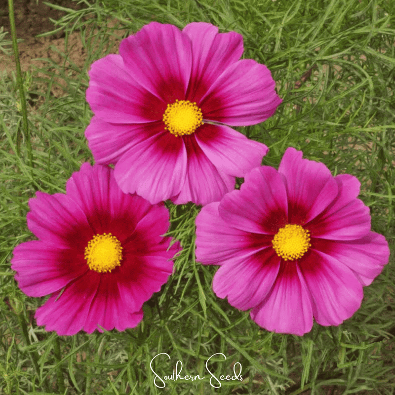 Load image into Gallery viewer, Radiance Cosmos – 100 Seeds
