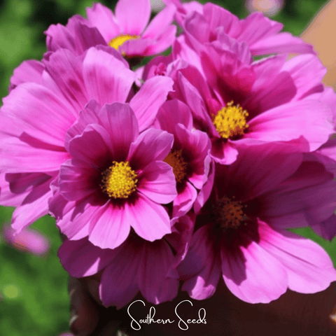 Radiance Cosmos 100 Seeds