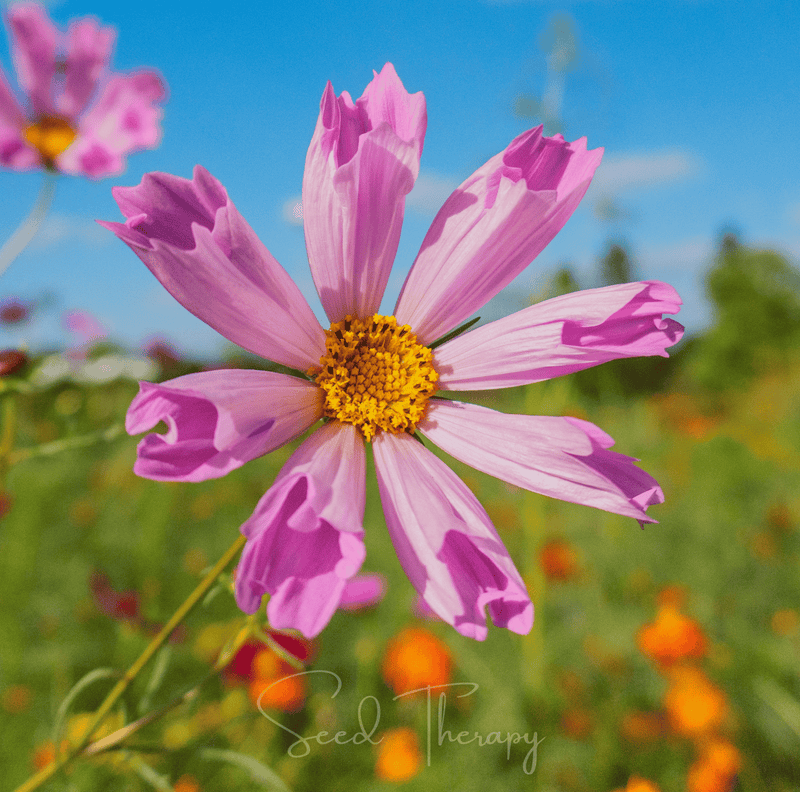 Load image into Gallery viewer, Sea Shells Cosmos – 100 Seeds

