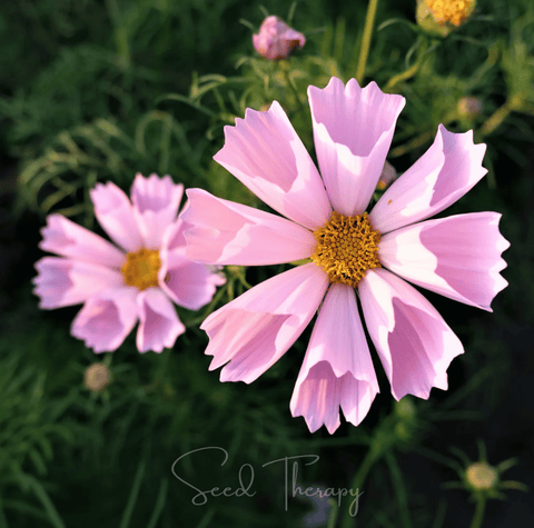 Sea Shells Cosmos – 100 Seeds, additional product view 2