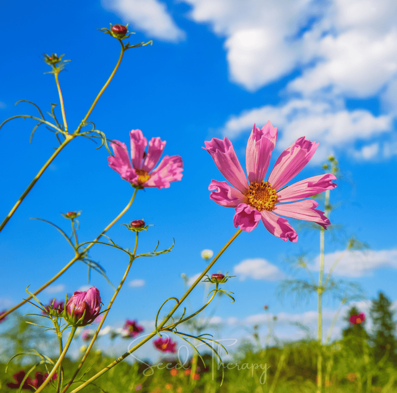 Load image into Gallery viewer, Sea Shells Cosmos – 100 Seeds
