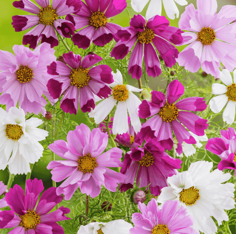 Sea Shells Cosmos 100 Seeds