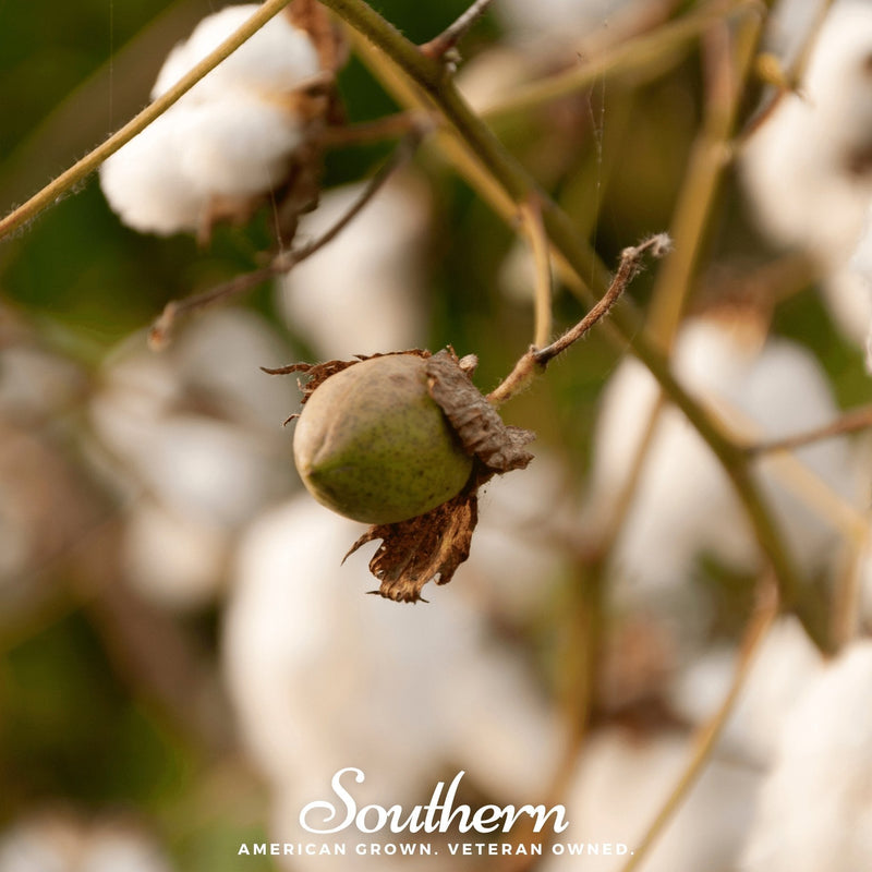 Load image into Gallery viewer, Levant Cotton – 20 Seeds
