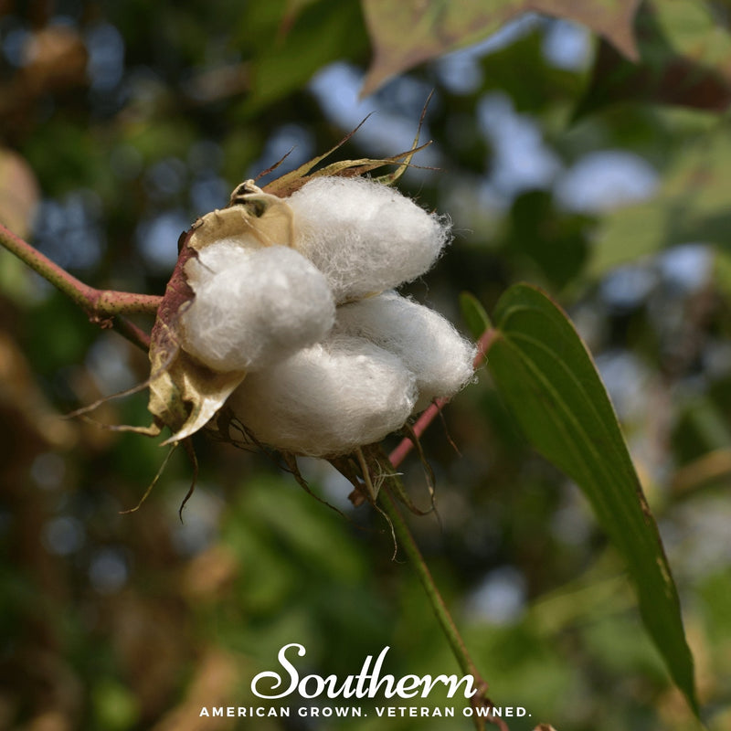 Load image into Gallery viewer, Levant Cotton – 20 Seeds
