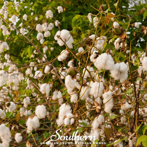 Levant Cotton seeds package, 20 count, GrowTime Garden Supply
