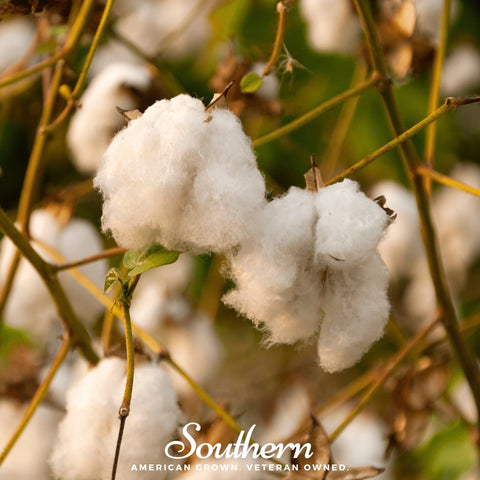 Levant Cotton – 20 Seeds, additional product view 2