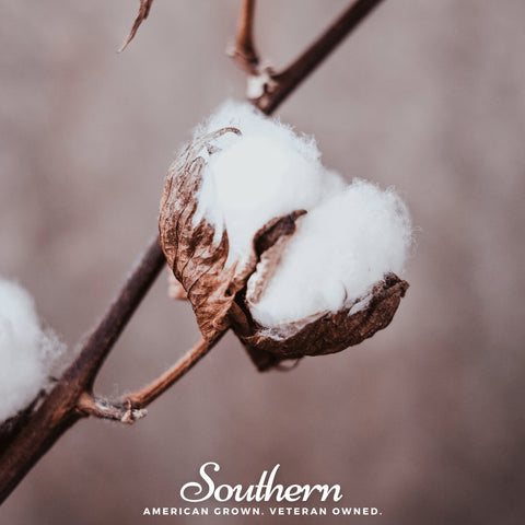 Upland Cotton 20 Seeds