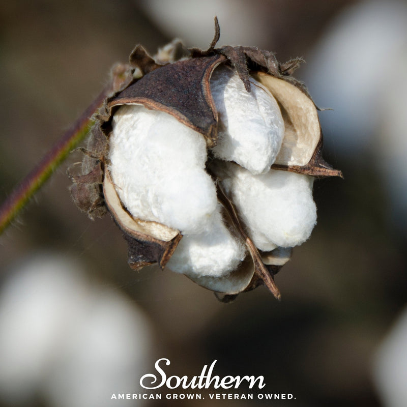 Load image into Gallery viewer, Upland Cotton – 20 Seeds
