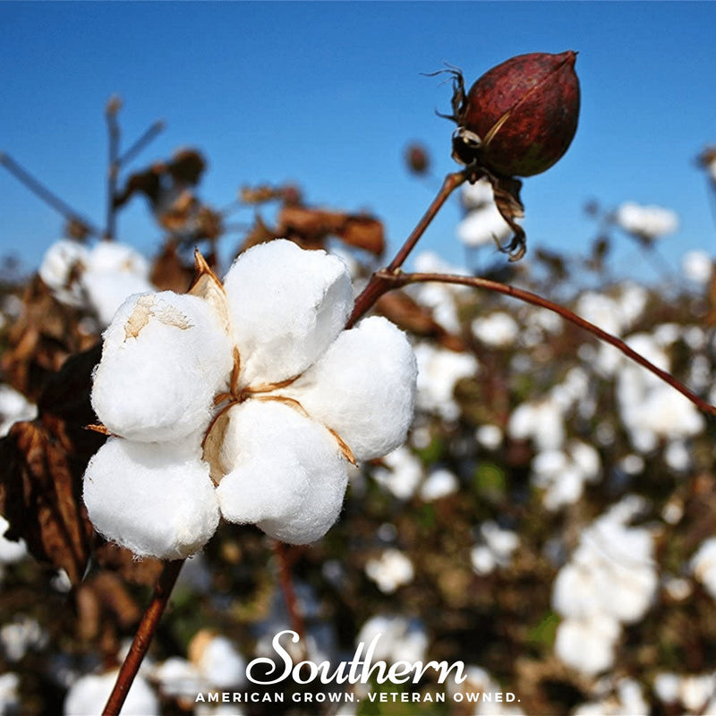 Load image into Gallery viewer, Upland Cotton – 20 Seeds

