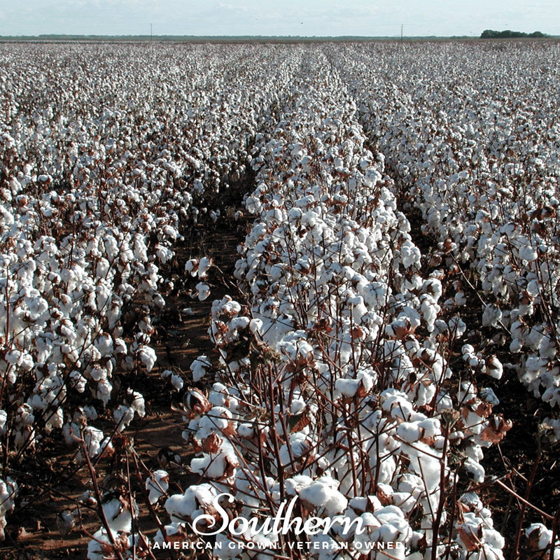 Load image into Gallery viewer, Upland Cotton – 20 Seeds
