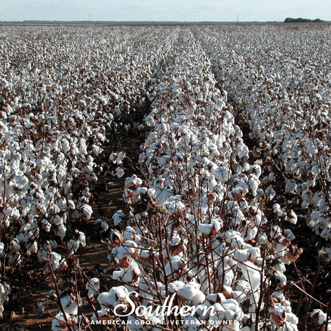 Upland Cotton – 20 Seeds, additional product view 2