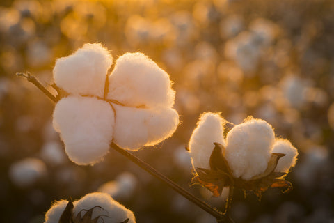 Raw Cotton Stuffing/Batting, All Natural, additional product view 2