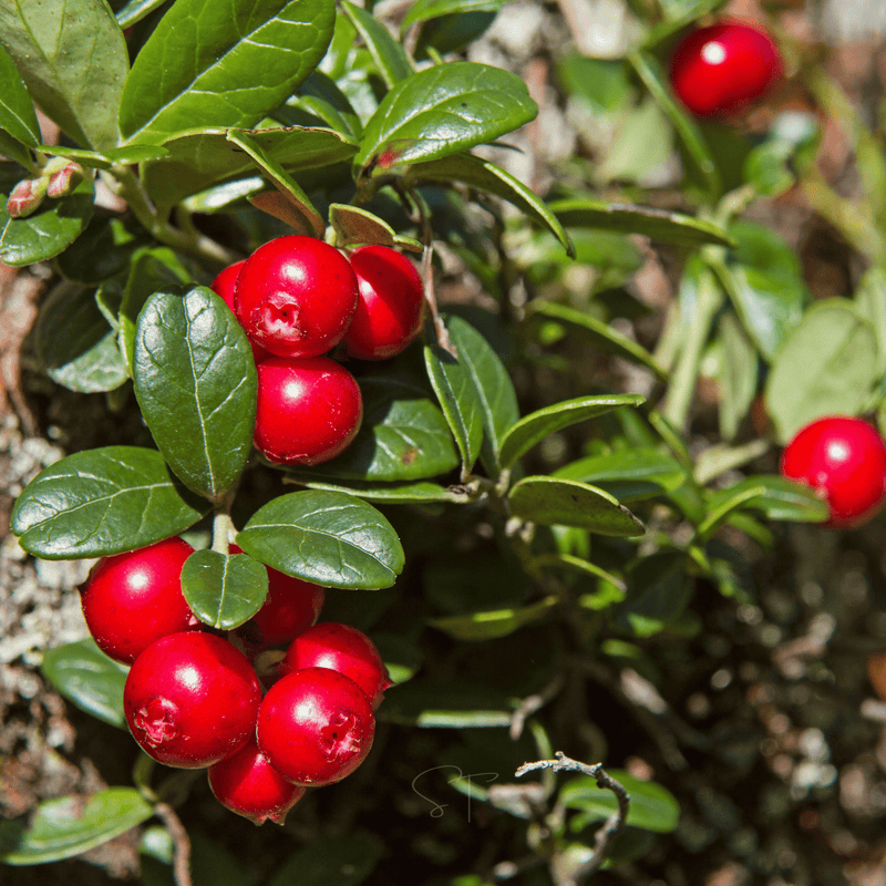 Load image into Gallery viewer, Cranberry, American – 50 Seeds
