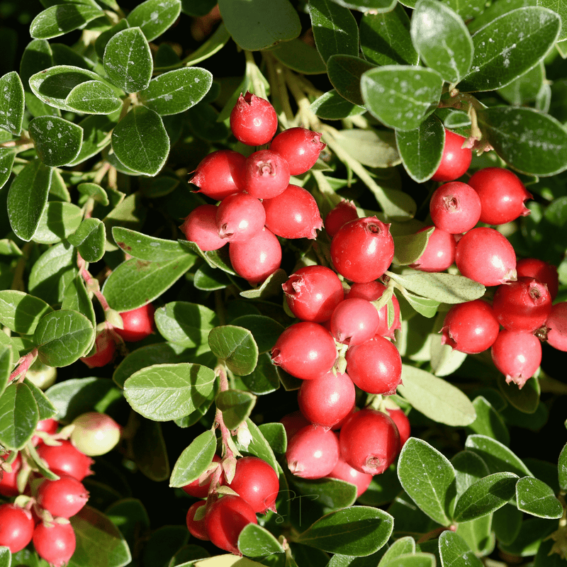 Load image into Gallery viewer, Cranberry, American – 50 Seeds
