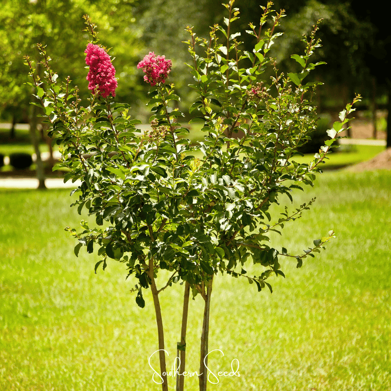 Load image into Gallery viewer, Crape Myrtle – 50 Seeds
