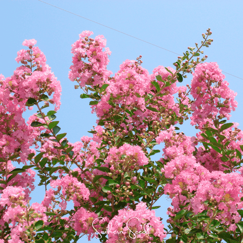 Crape Myrtle – 50 Seeds, additional product view 2