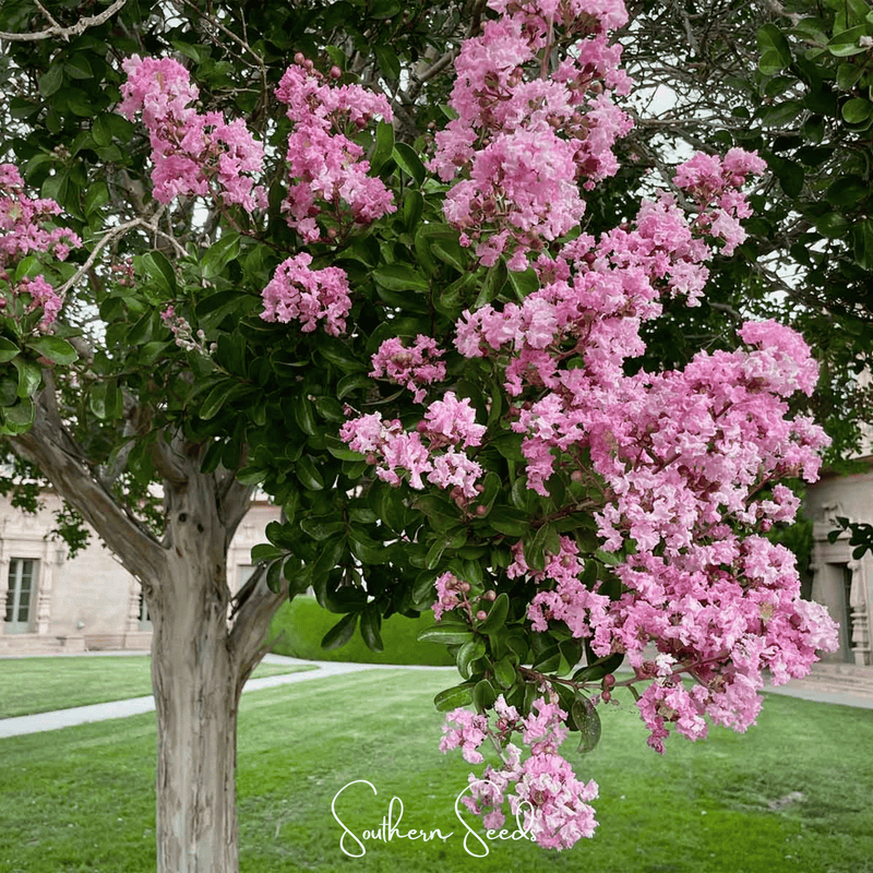 Load image into Gallery viewer, Crape Myrtle – 50 Seeds
