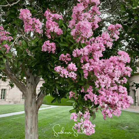 Crape Myrtle 50 Seeds