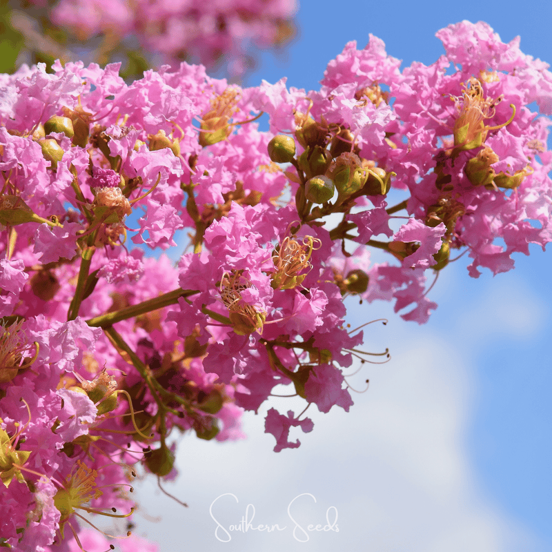 Load image into Gallery viewer, Crape Myrtle – 50 Seeds
