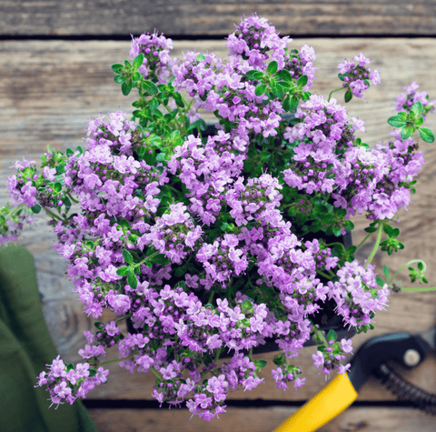 Creeping Thyme – 250 Seeds, additional product view 2