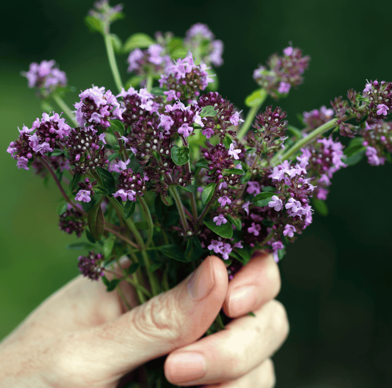 Load image into Gallery viewer, Creeping Thyme – 250 Seeds
