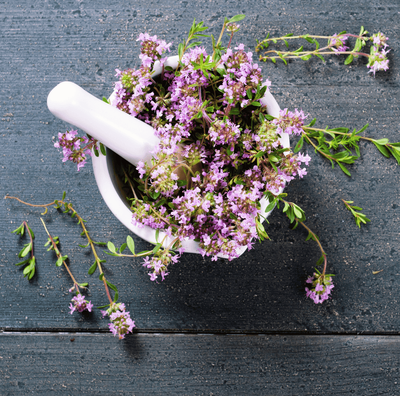 Load image into Gallery viewer, Creeping Thyme – 250 Seeds
