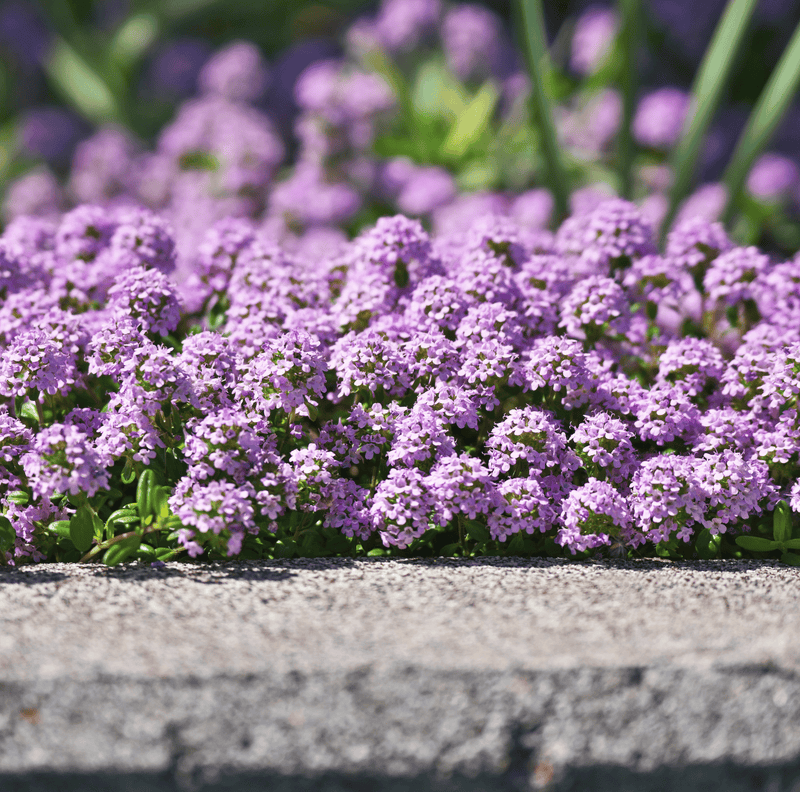 Load image into Gallery viewer, Creeping Thyme – 250 Seeds
