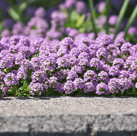 Creeping Thyme 250 Seeds