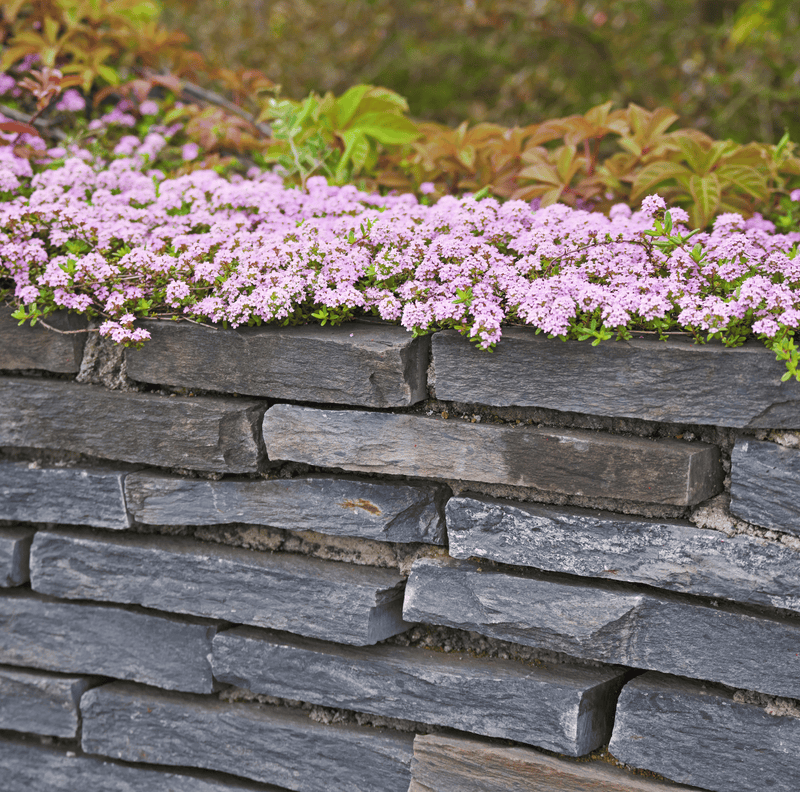 Load image into Gallery viewer, Creeping Thyme – 250 Seeds
