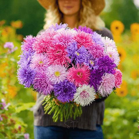 Crego Giant Aster mix seeds package, 50 count, GrowTime Garden Supply