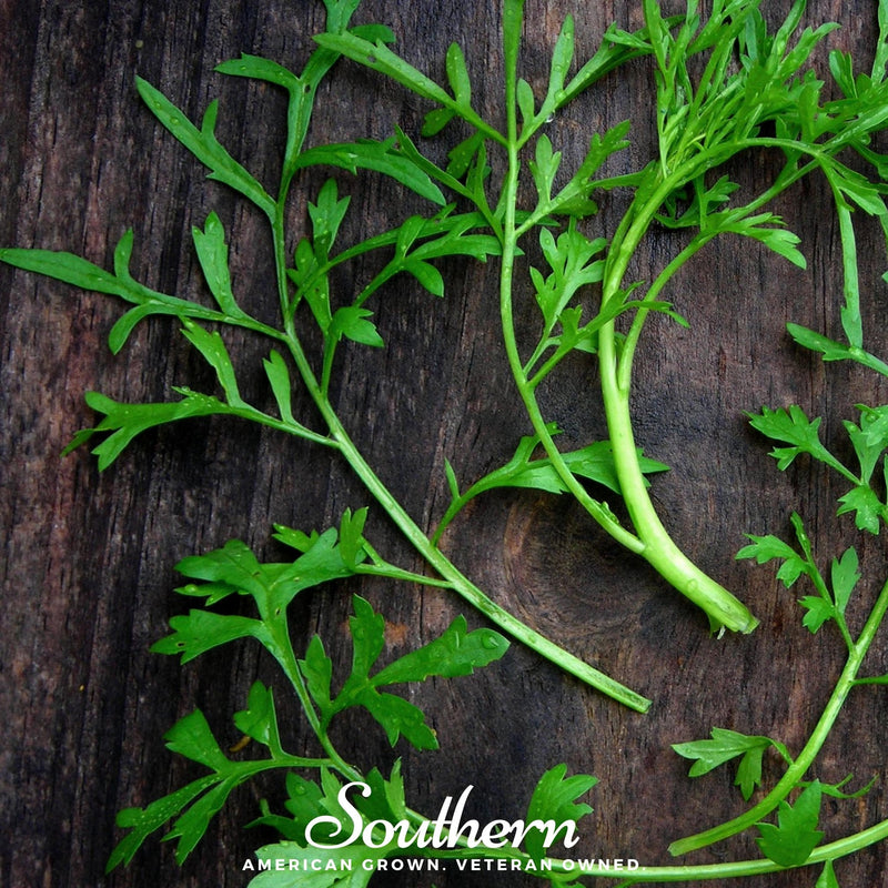 Load image into Gallery viewer, Curled Cress – 200 Seeds
