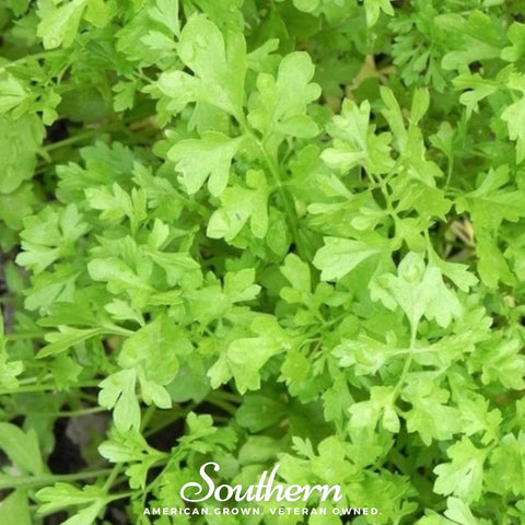 Curled Cress – 200 Seeds, additional product view 2