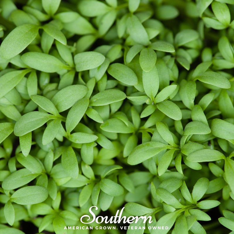 Load image into Gallery viewer, Pepper Cress – 500 Seeds
