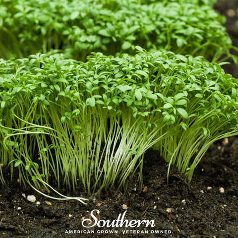 Pepper Cress – 500 Seeds, additional product view 2