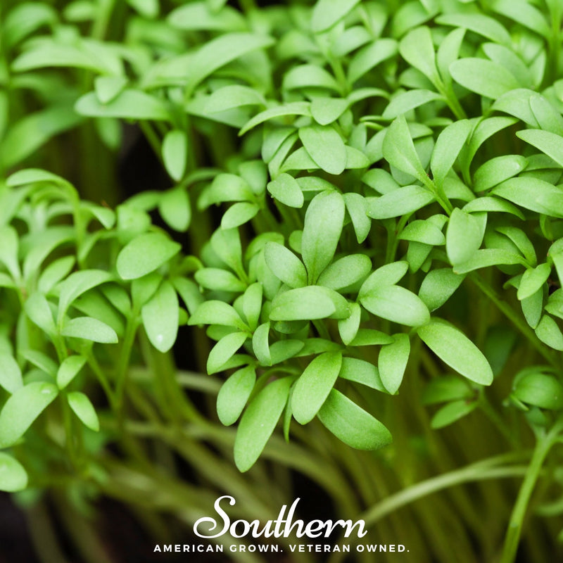 Load image into Gallery viewer, Pepper Cress – 500 Seeds
