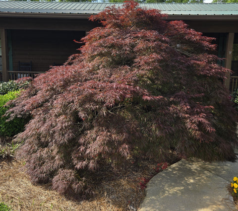 Crimson Queen maple, premium quart