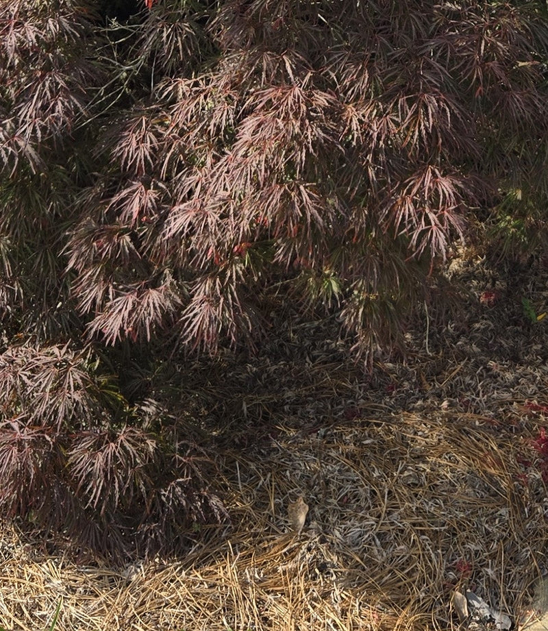Load image into Gallery viewer, Crimson Queen Maple  - Premium Quart - Free Shipping
