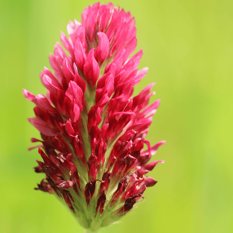 Load image into Gallery viewer, Crimson “Dixie” Clover – 1,000 Seeds
