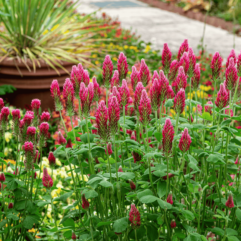 Load image into Gallery viewer, Crimson “Dixie” Clover – 1,000 Seeds
