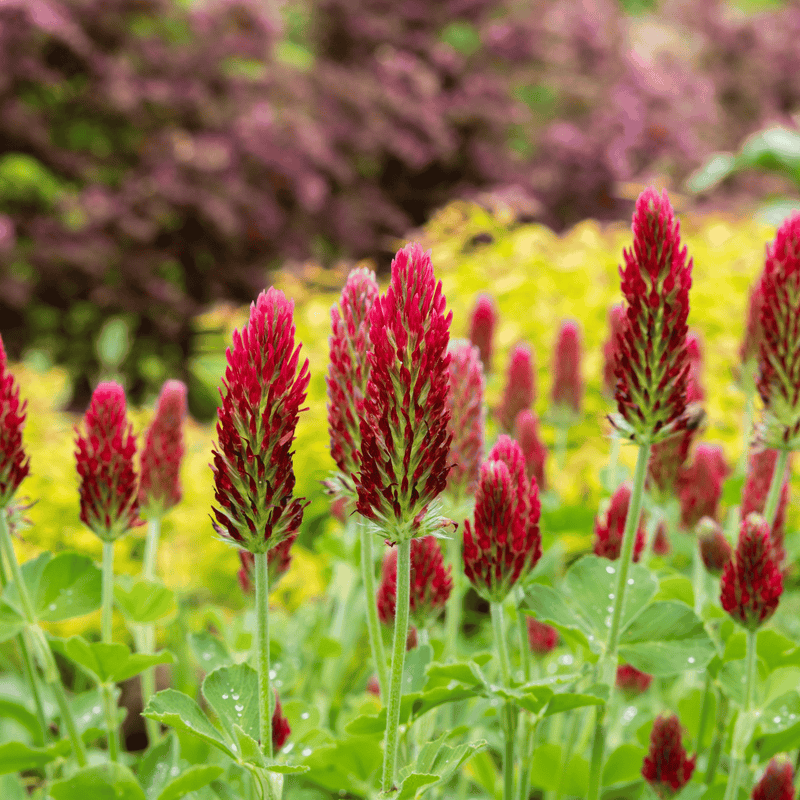 Load image into Gallery viewer, Crimson “Dixie” Clover – 1,000 Seeds
