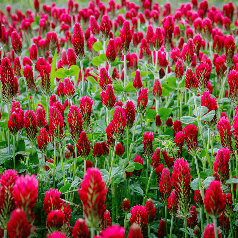 Load image into Gallery viewer, Crimson “Dixie” Clover – 1,000 Seeds
