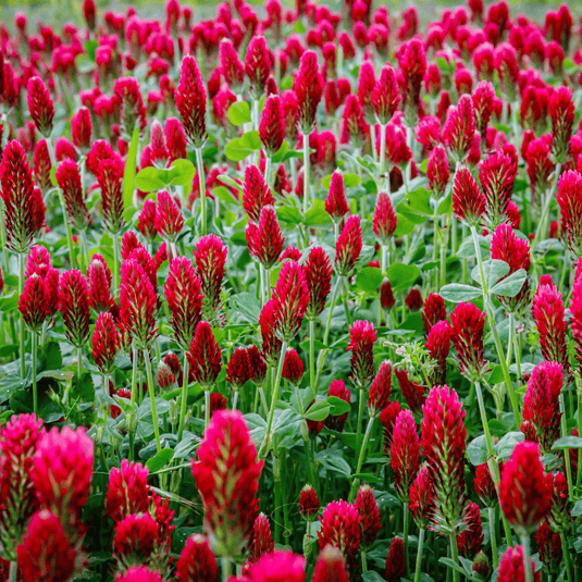 Crimson “Dixie” Clover – 1,000 Seeds